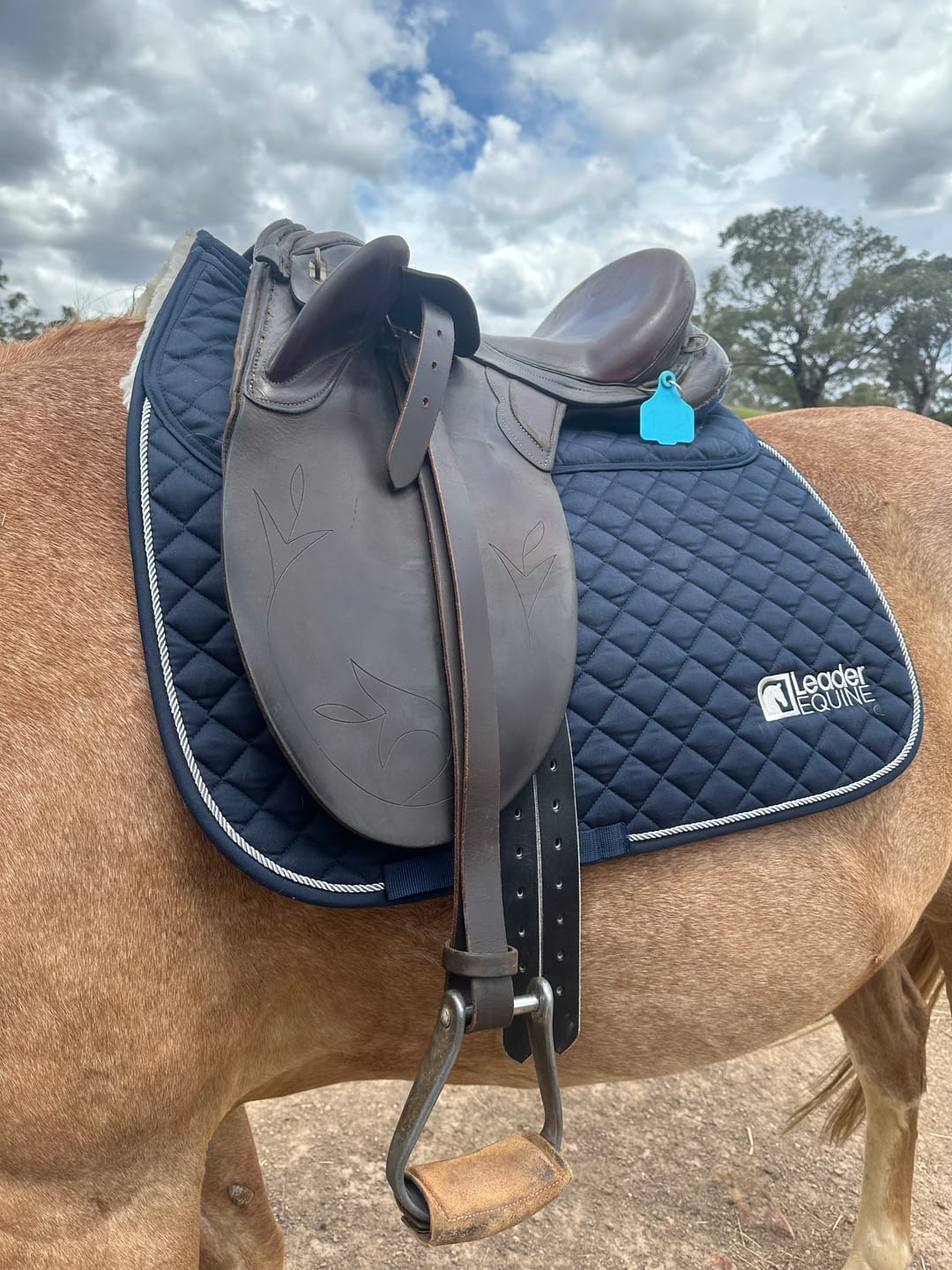 Customer photo review of LE Performance Dressage Saddle Pad with Shims