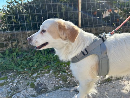 Costas T. review of Boomerang Harness - XS-M Breeds - Grey image 1 out of 5