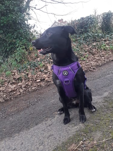 Customer photo review of Trail & Glow® Dog Harness - The Royal Purple One