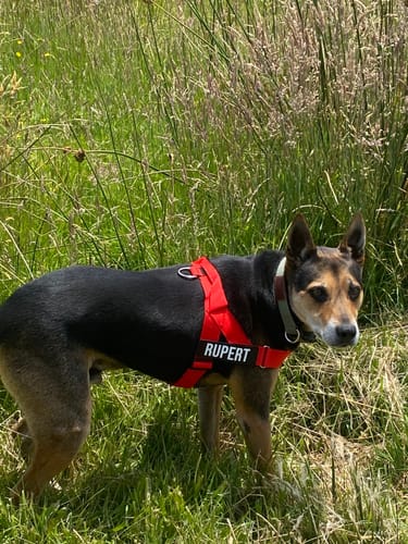 Customer photo review of Custom Name Patches