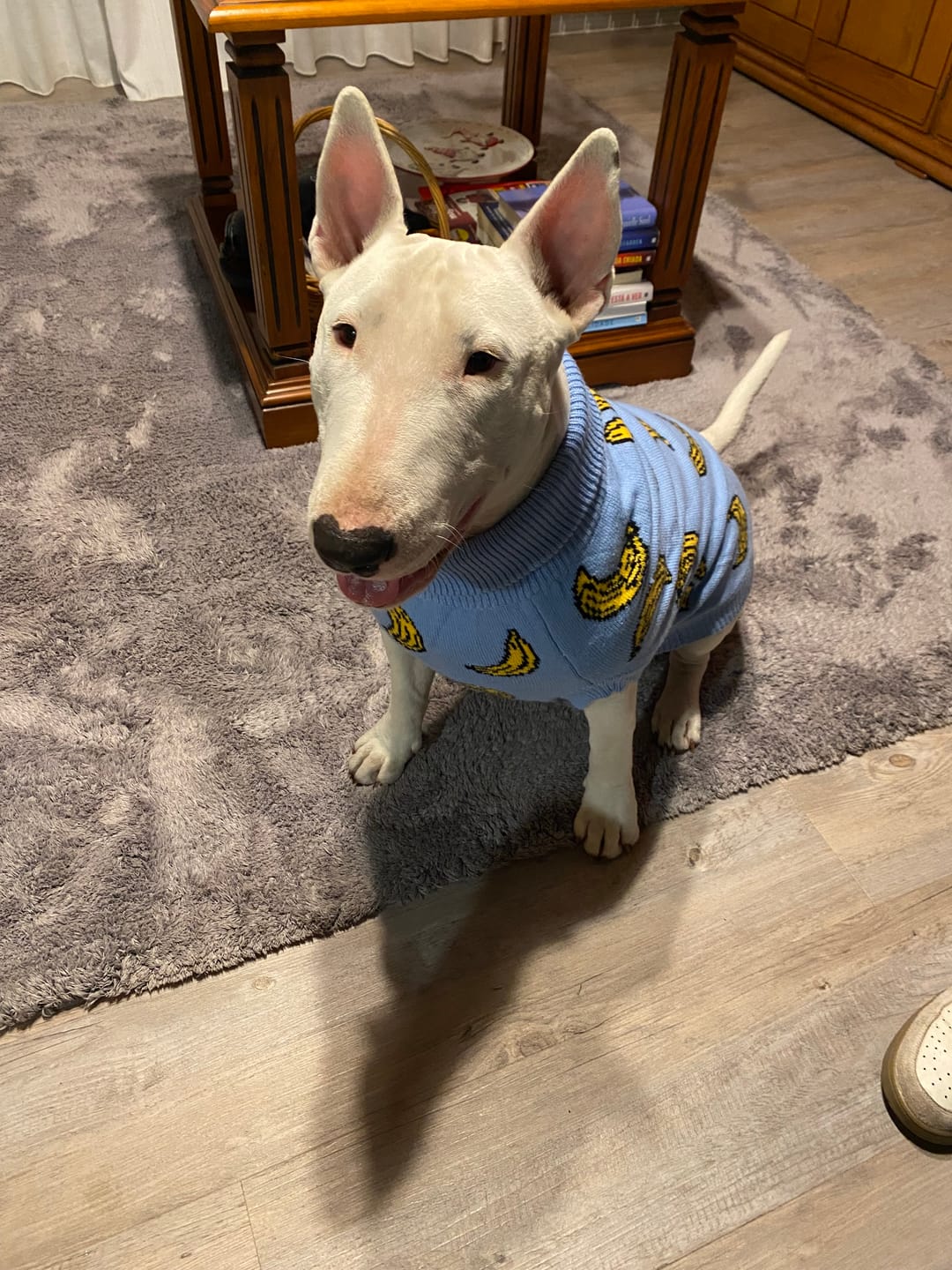 Customer photo review of Banana Knit Dog Sweater