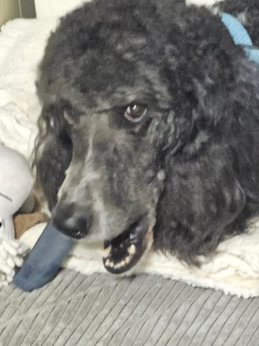Customer photo review of BLUEBERRY YAK CHEWS