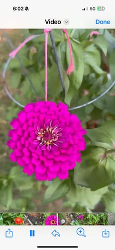 Customer photo review of Giant Purple Zinnia Seeds