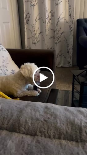 Customer video review of BLUEBERRY YAK CHEWS