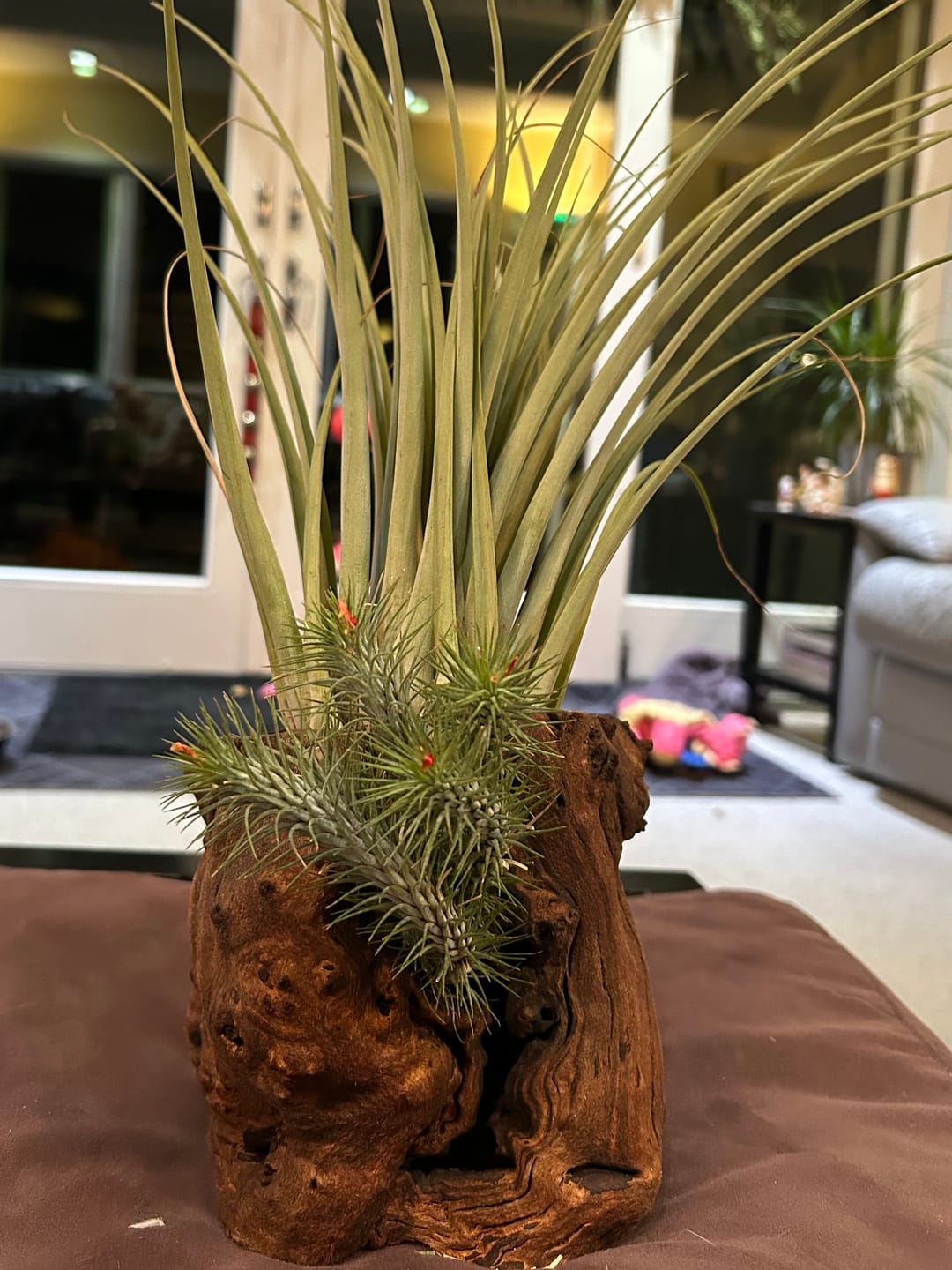 Customer photo review of Sandblasted California Grapewood Trunk