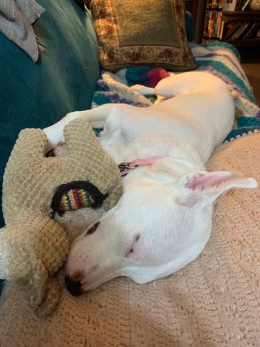 Customer photo review of Clean Earth Plush - Textured - 100% Sustainable