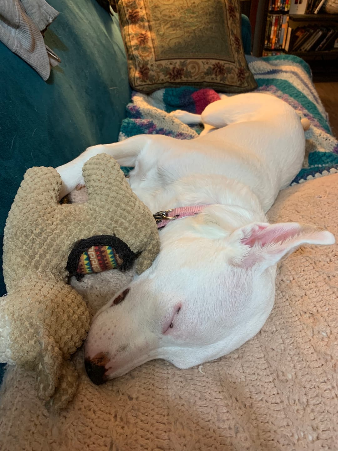 Customer photo review of Clean Earth Plush - Textured - 100% Sustainable