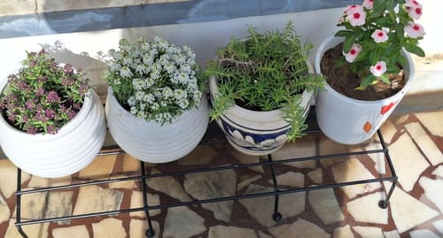 Customer photo review of UnitedCrafts Ovon Metal Plant Stand, Flower Pot Holder ( Black 24*inch)