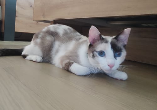 Avis photo d'un client sur Croquettes Chat Stérilisé Sans Céréales - Poulet