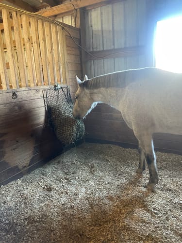 Customer photo review of Hay Chix® Free Up Feeder