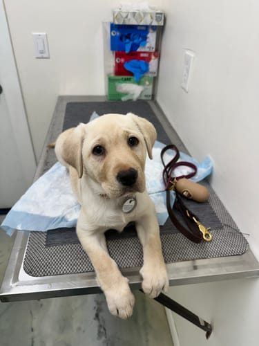 Customer photo review of Biothane Traffic Handle Dog Leash