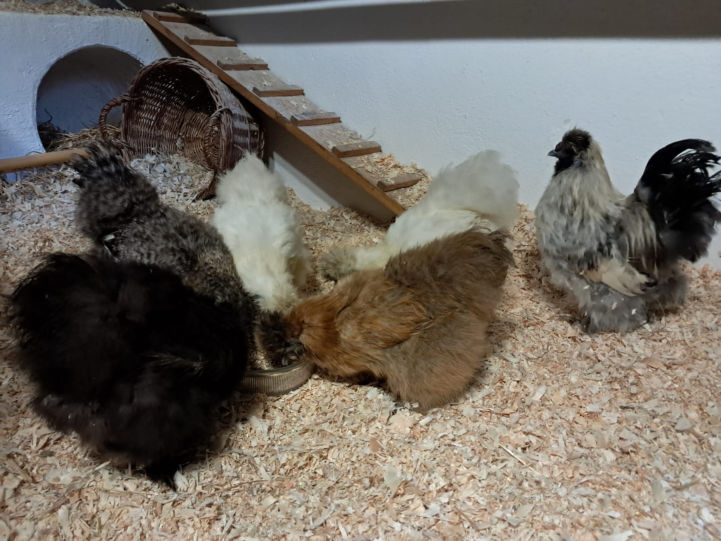 Customer photo review of Vetcare Futterkohle - bei Durchfallerkrankungen, als Toxinbinder & zur Verdauungsförderung