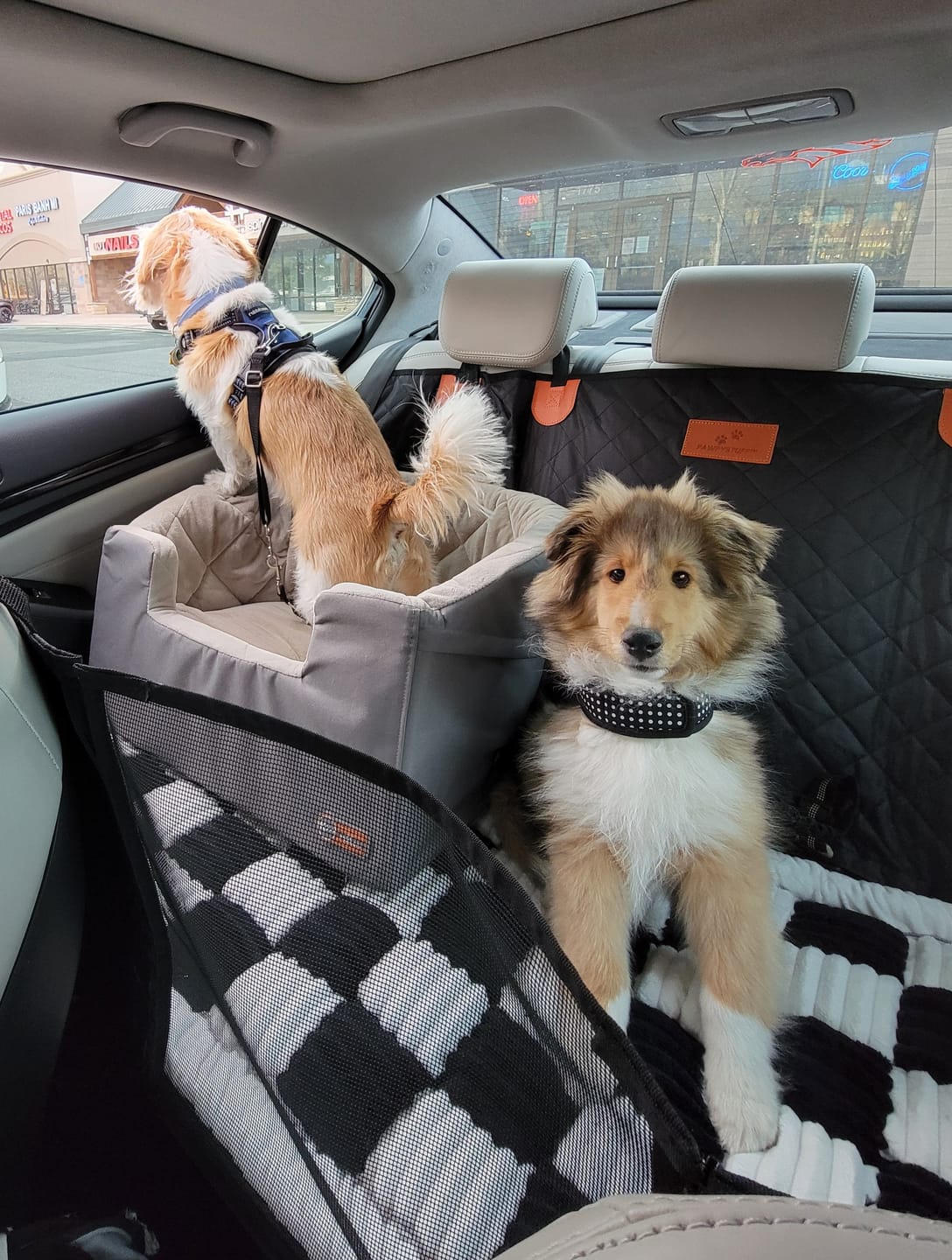 Customer photo review of CozyRider™