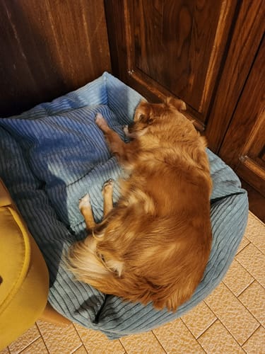 Customer photo review of Divanetto Velluto a Coste Celeste