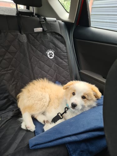 Customer photo review of Car Seat Cover