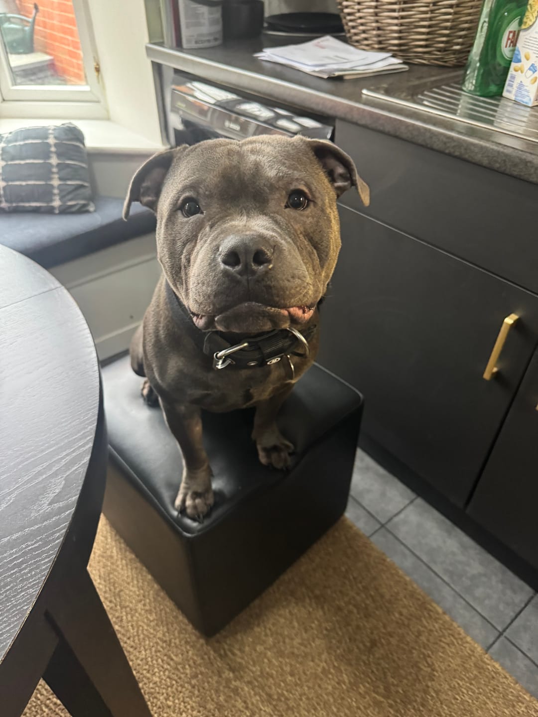 Customer photo review of Training Anti Pull TRI-Harness® | M-XL Breeds - Black