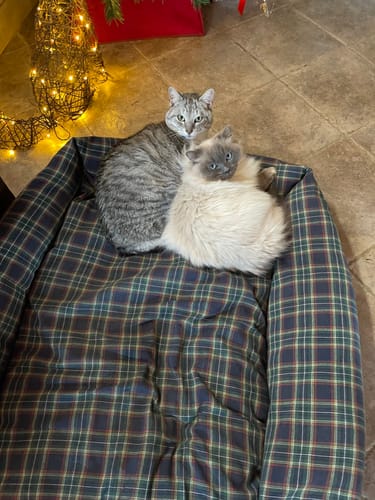 Customer photo review of Divanetto Cotone Scozzese Blu