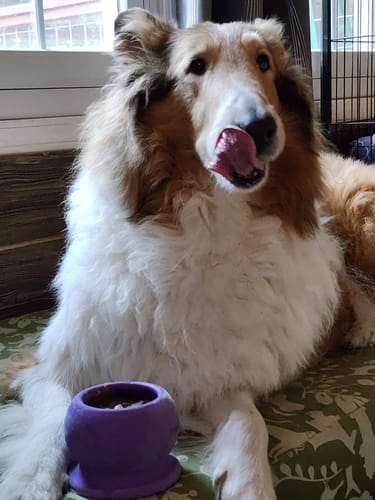 Customer photo review of Freezball - Durable Fillable Dog Chew Bone