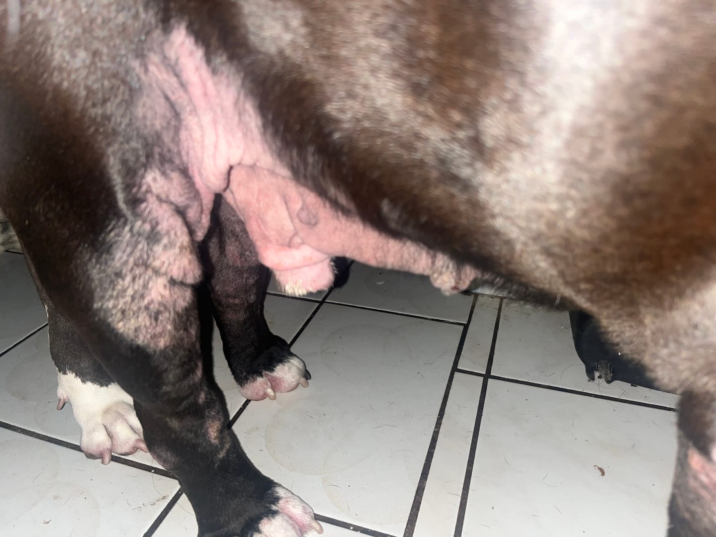Customer photo review of Dog Demodectic & Sarcoptic Mange (Scabies) & Ear Mite Remedy