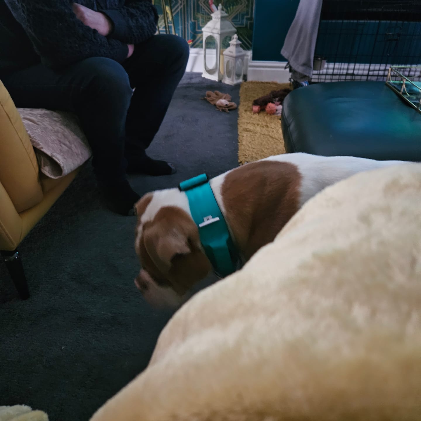 Customer photo review of 5cm Combat® Collar | With Handle & Secure Clip - Turquoise