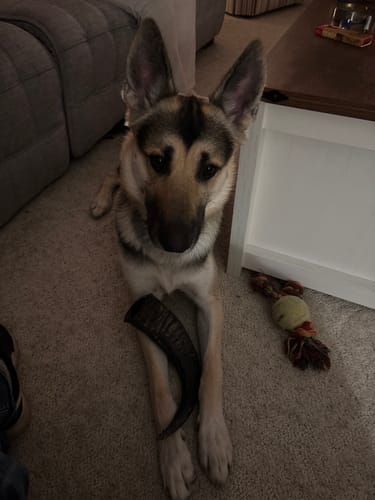 Customer photo review of Chew Combo for Large Dogs 55 - 80 lbs