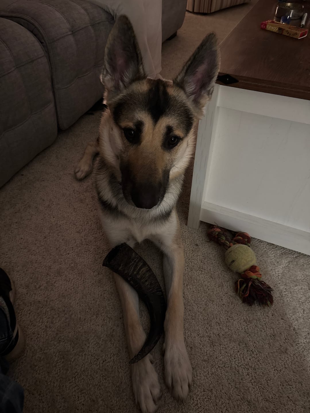 Customer photo review of Chew Combo for Large Dogs 55 - 80 lbs