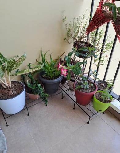 Customer photo review of UnitedCrafts Ovon Metal Plant Stand, Flower Pot Holder ( Black 24*inch)