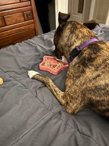 Customer photo review of FreezStar - Long-Lasting Star Chew