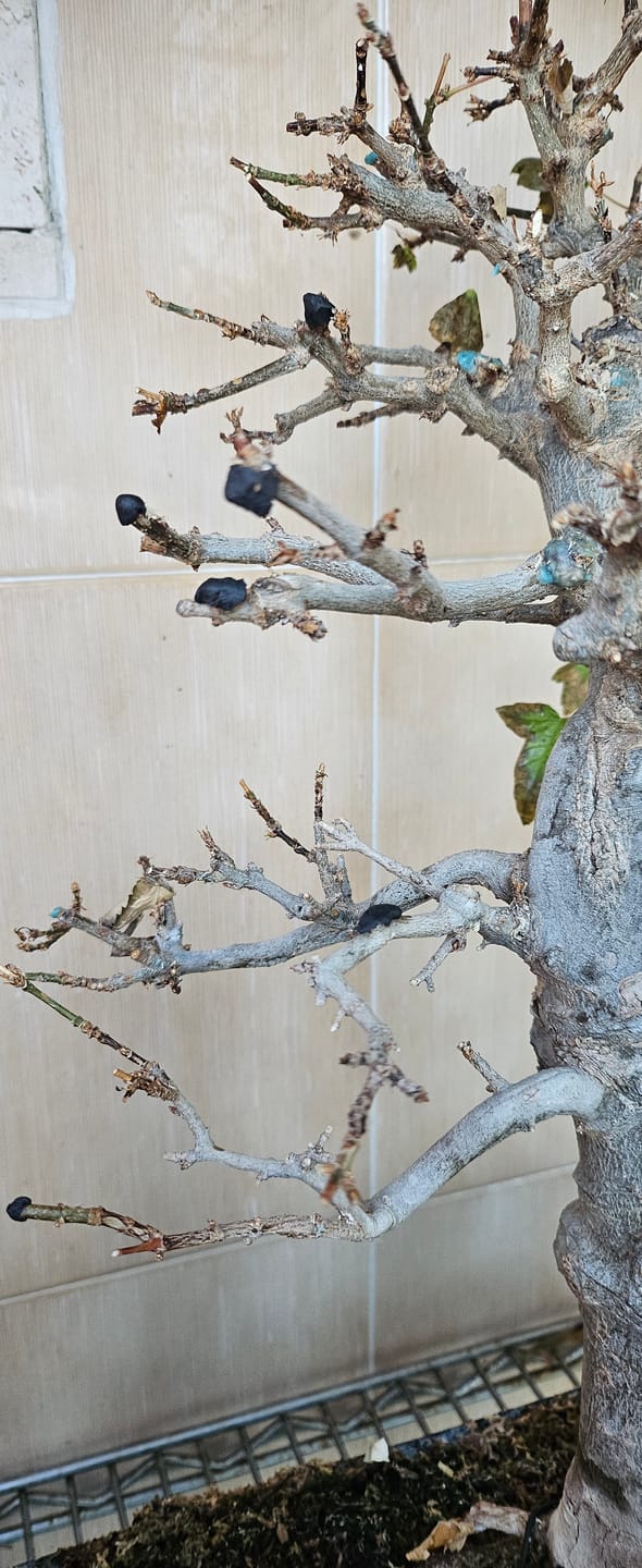 Customer photo review of BLOCK PRO 3.0 CB® MASTICE PROFESSIONALE PER BONSAI 400 gr