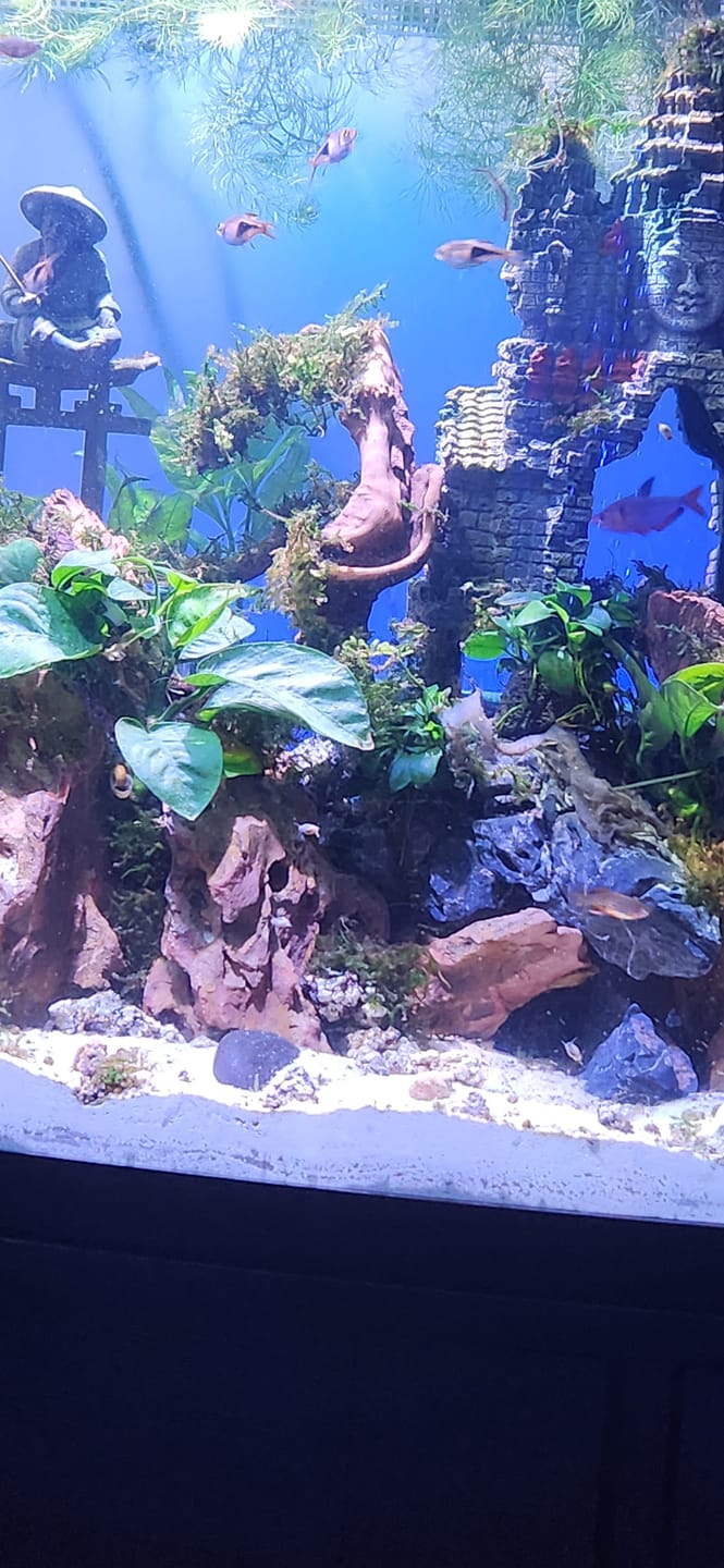 Customer photo review of RAMSHORN SNAILS (ASSORTED BLUE, PINK,GREY,GOLD)