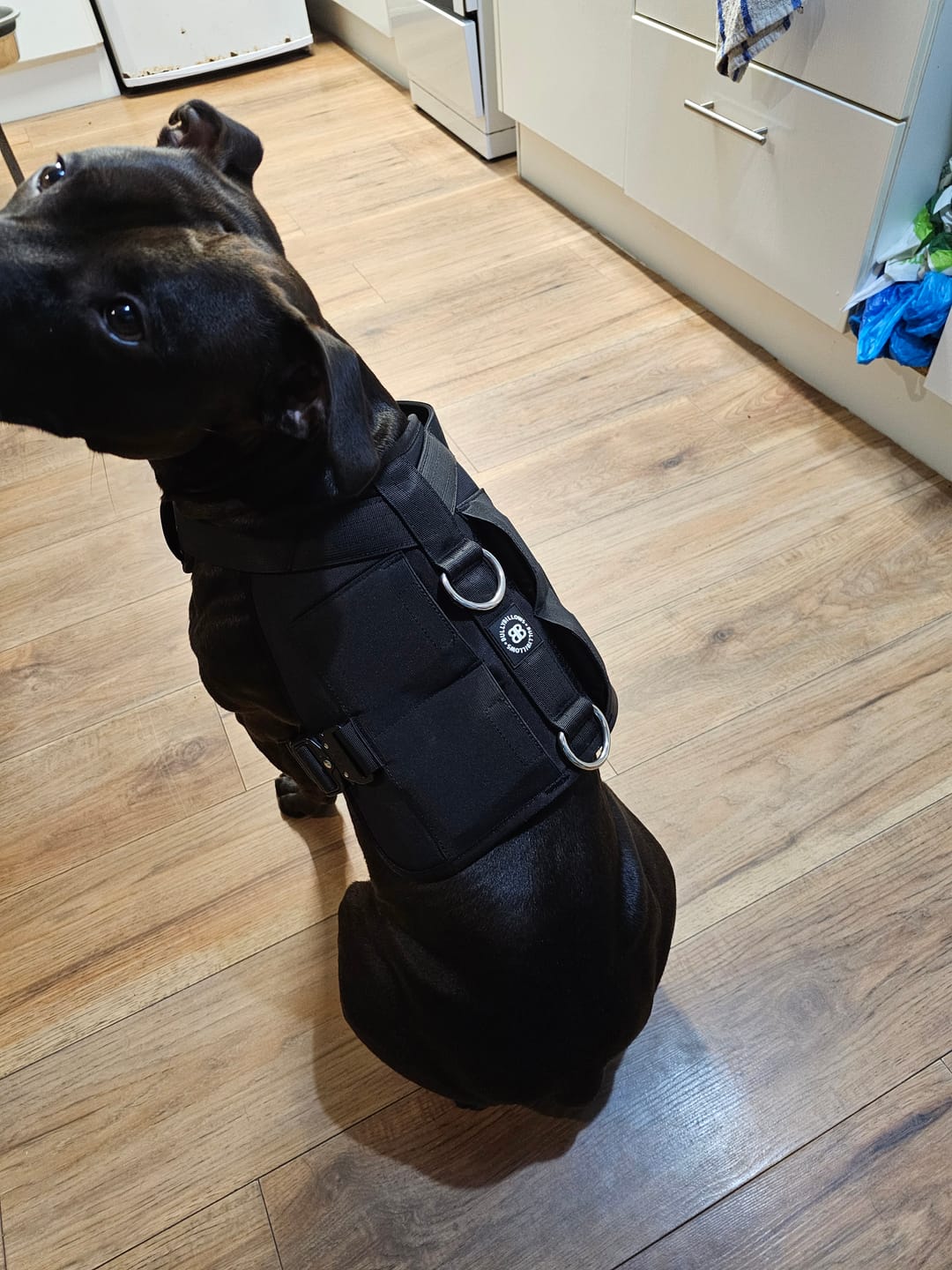 Customer photo review of Weighted Harness Iron Block - x5 Weights