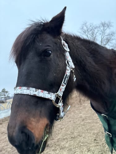 Customer photo review of TACKTICAL X MATT MATHEWS NYLON HALTER