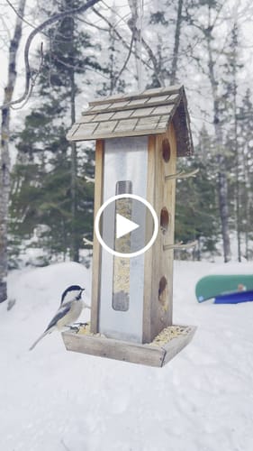 Customer video review of Economy Birdseed Mix