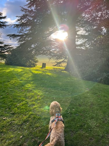 Customer photo review of Tough Trails™ Harness - Harvest Plaid