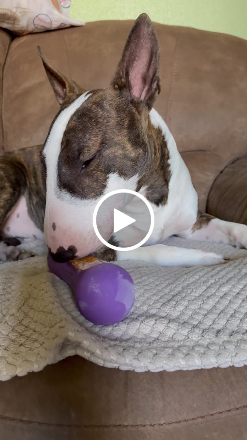 Customer video review of Freezstick - Indestructible Enrichment Chew