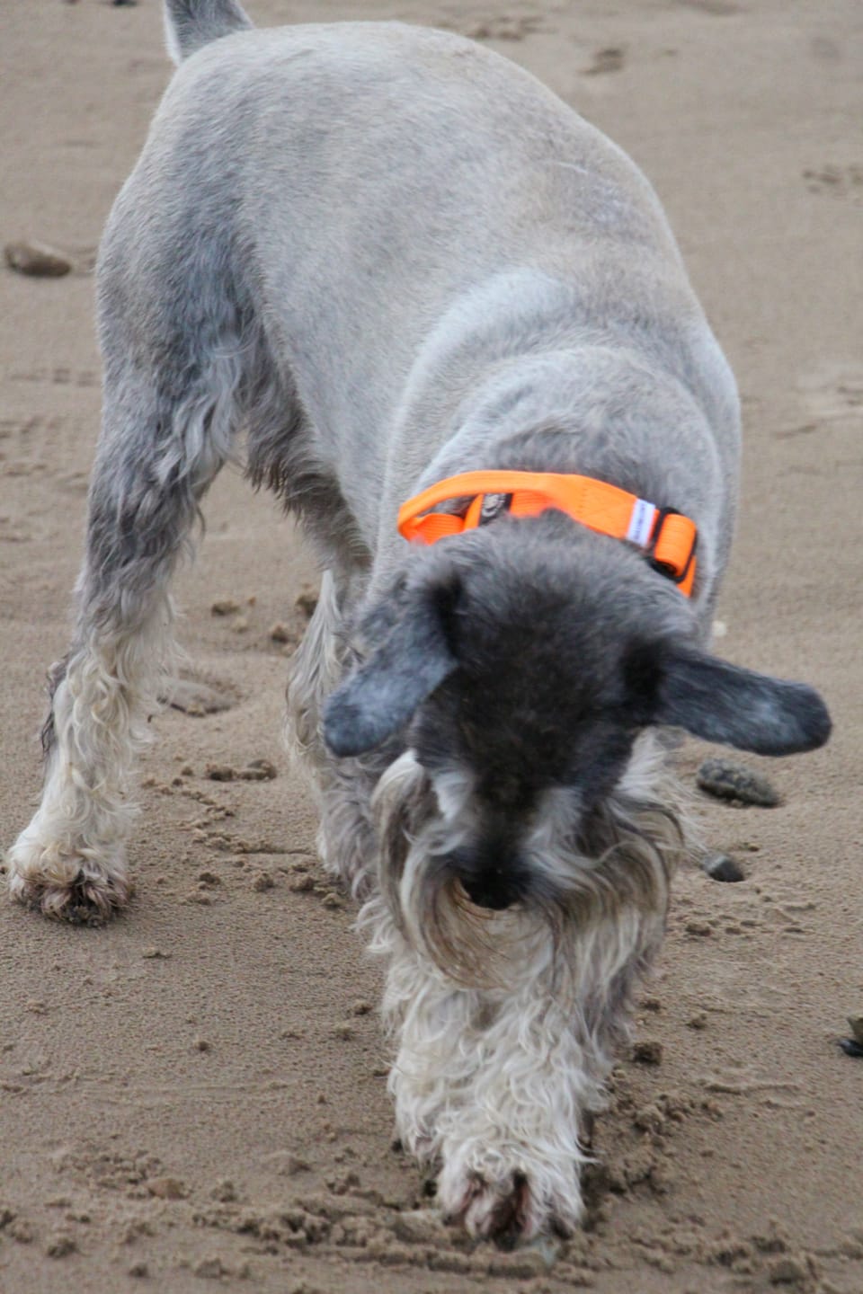 Customer photo review of 2.5cm Combat® Collar | With Handle & Rated Clip - Orange