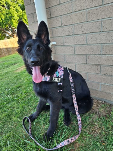 Customer photo review of Dog Lovers Pack