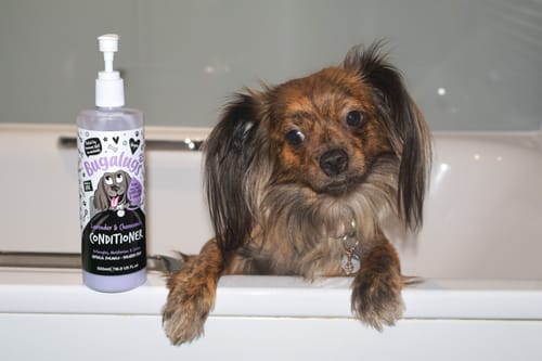 Customer photo review of Lavender & Chamomile Dog Conditioner