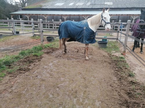 Customer photo review of Strotonin Horse Support