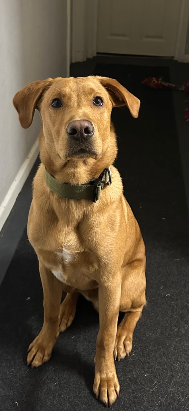 Customer photo review of 4cm Combat® Collar | Handle & Rated Clip -  Khaki
