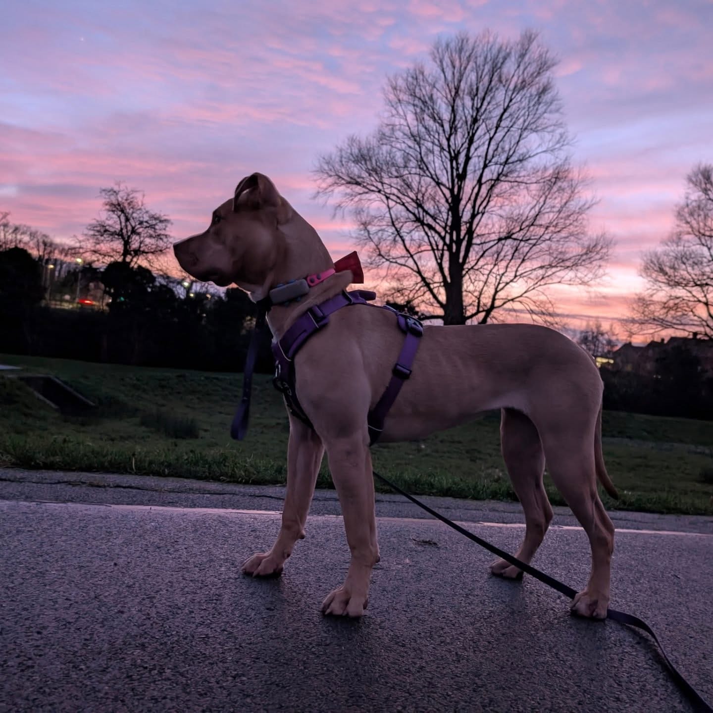 Customer photo review of Air Harness | Anti-Pull & With Handle - Purple