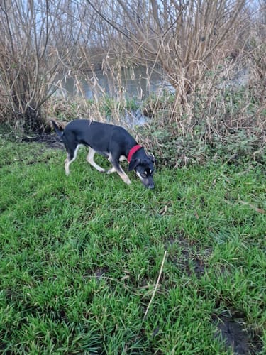Customer photo review of Martingale Collars - Soft with Brass Fittings