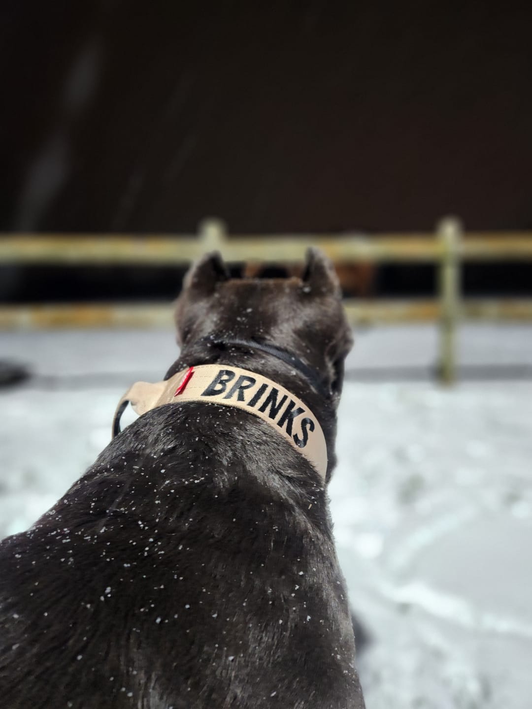 Customer photo review of 2" Tactik Dog Collar - Buttercream