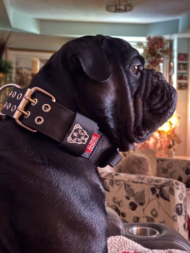 Customer photo review of 1.5" Tacti Dog Collar Slim Luxe - Rose Gold - Sofia