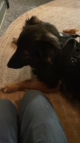 Customer photo review of Premium Power Trails® Heavy-Duty Utility Dog Harness - All Black