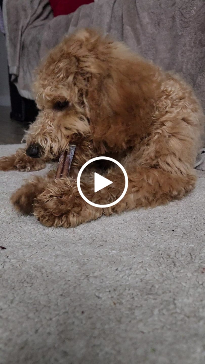 Customer video review of 5-6 Inch Standard Braided Collagen Stick