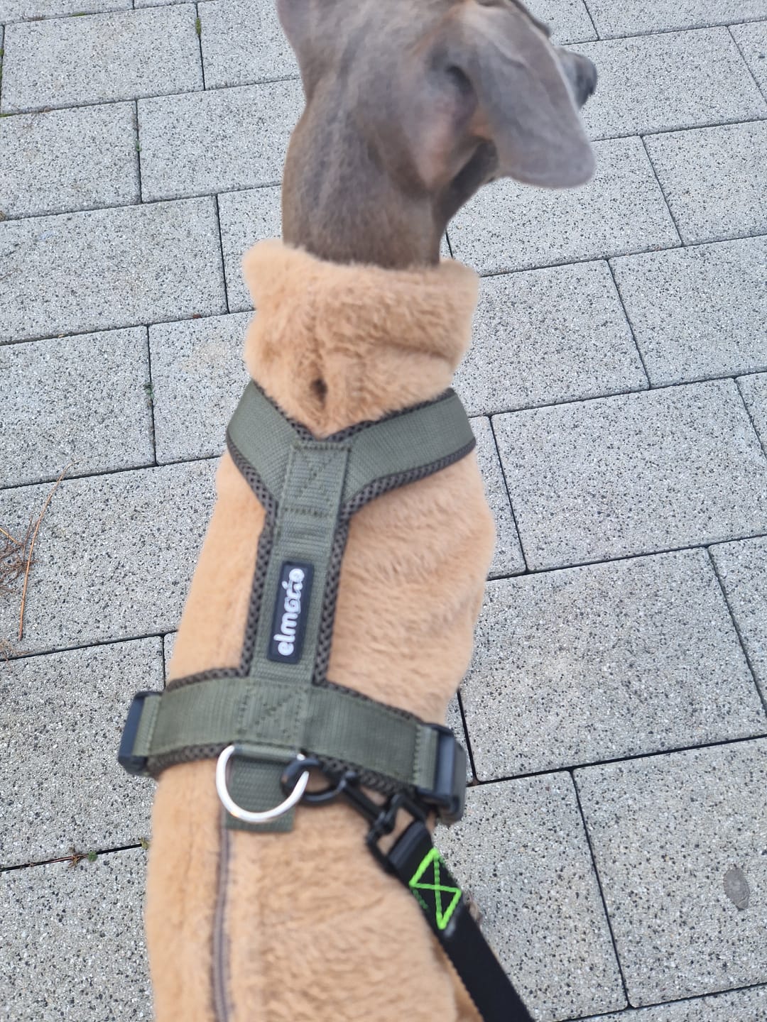 Customer photo review of Hundegeschirr FUN "Mountain Green"