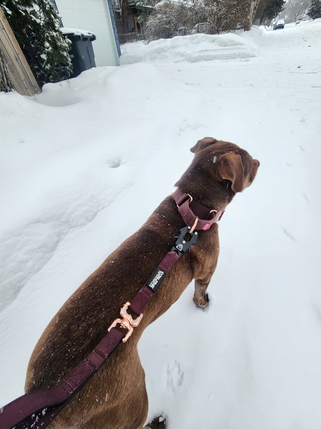 Customer photo review of 1.5" Luxe Martingale Dog Collar - Chocolate