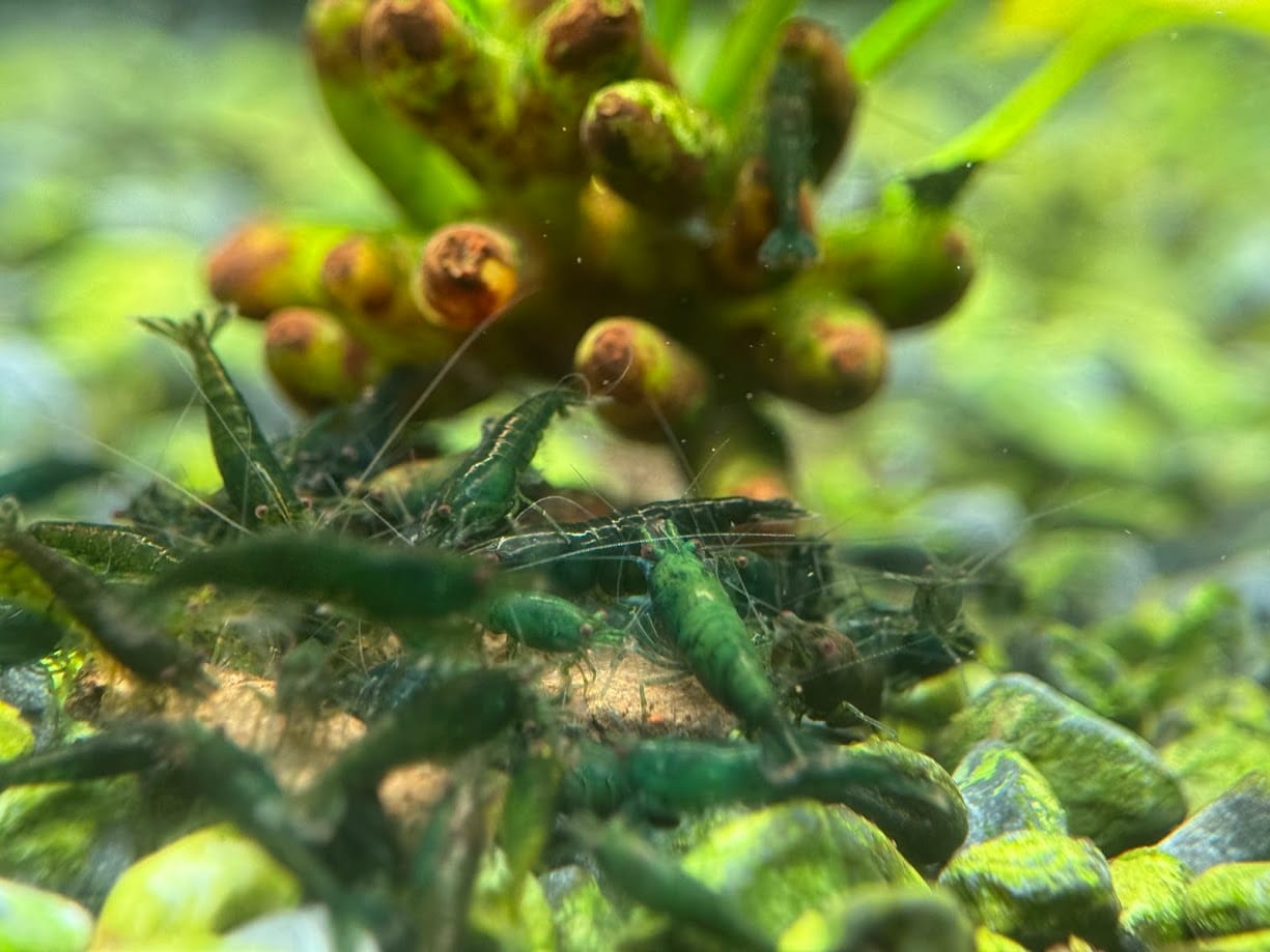 Customer photo review of Green Jade Neocaridina Shrimp