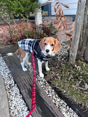 Customer photo review of FunFunPet おしゃれ リード